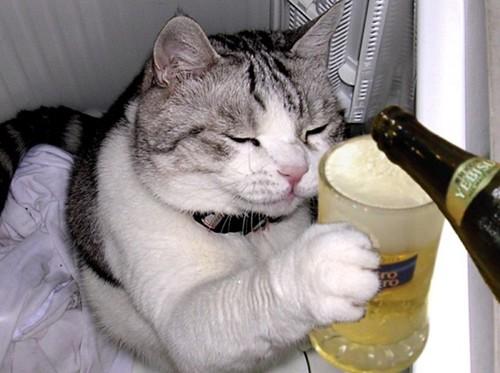 Otra de gatos Gato_cervecero