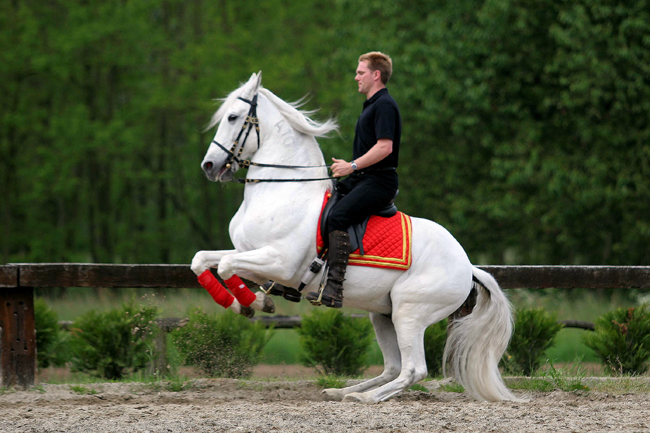 On ne renonce jamais aux chevaux(photo,vidéo)+LE PUR-SANG-LUSITANIEN 552