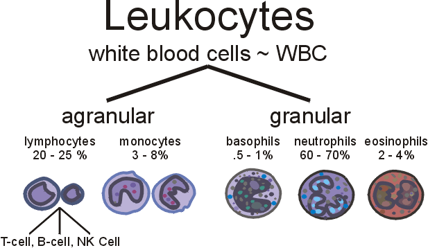 immunity  pictures Leukocytes-normal
