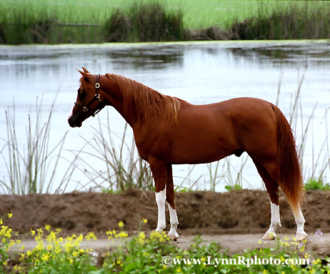 Marvin, a new Arabian Stallion. Aul1