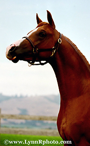 Marvin, a new Arabian Stallion. Aul25