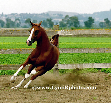 Marvin, a new Arabian Stallion. Aul32