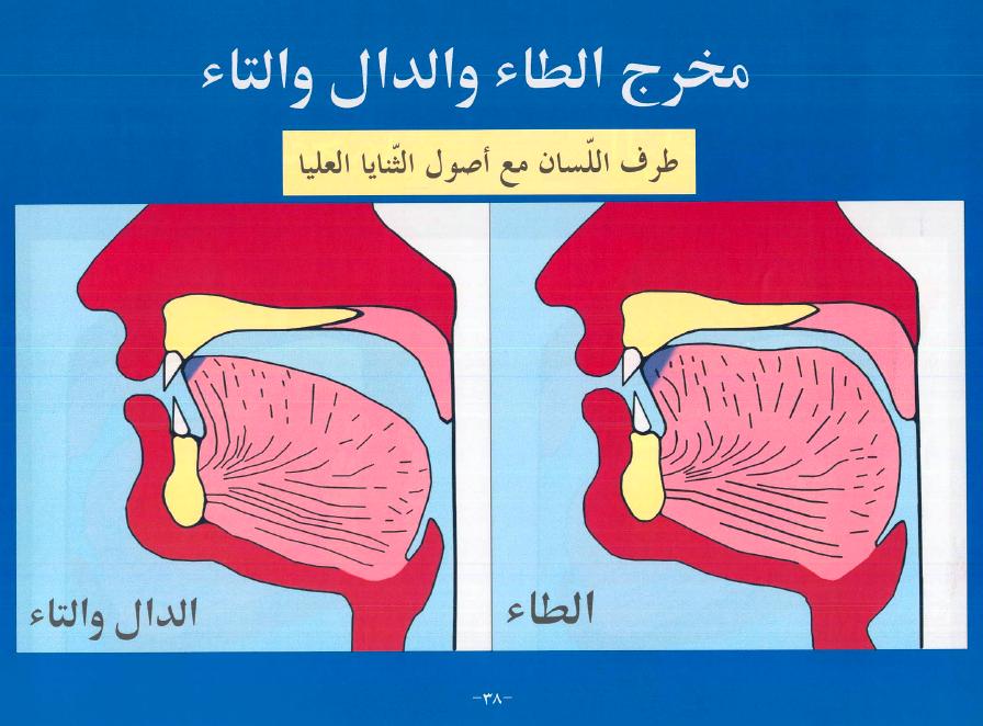 الدرس التاسع والعشرون (حرف الطاء ) 05191102055948bfz0mx5