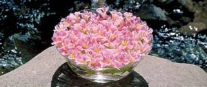 أزهار الدكتور إدوارد باخ لشفاء الانسان  0423-flowers_1