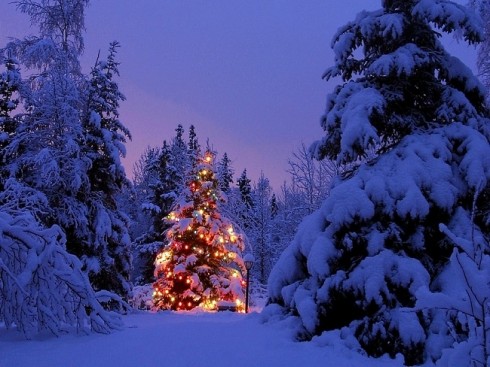 ECHANGE DE CADEAUX EP 2015 Sapin-de-noel-dans-la-neige-nuit-490x367