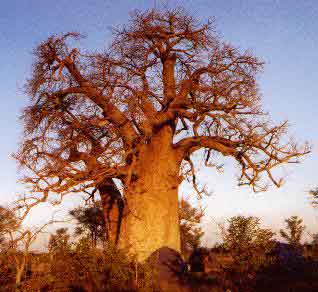 نباتات غريبه Baobab2