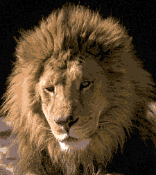 صور عن الحيوانات  Lion