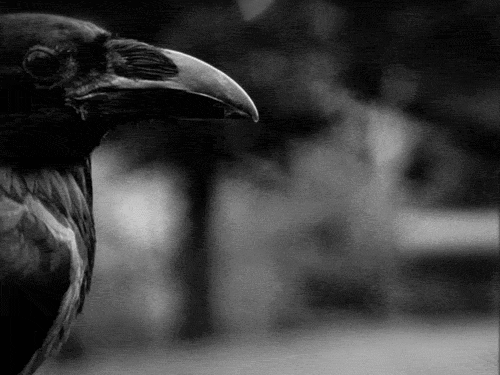 [ Cerrado / Odisea ] The true monsters live inside us.  Raven1