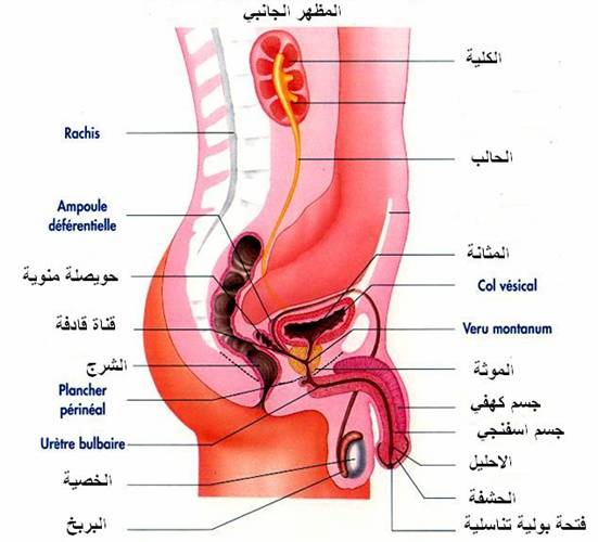 وطائف الخصيتين وتعضي الجهاز التناسلي عند الرجل 7_8