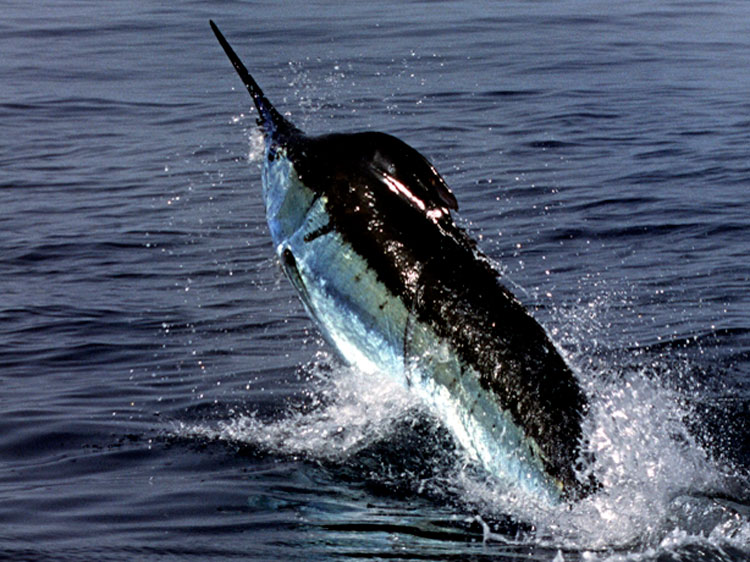 Trolling Fishing Technique by José Manuel López Pinto Marlin-Leaping