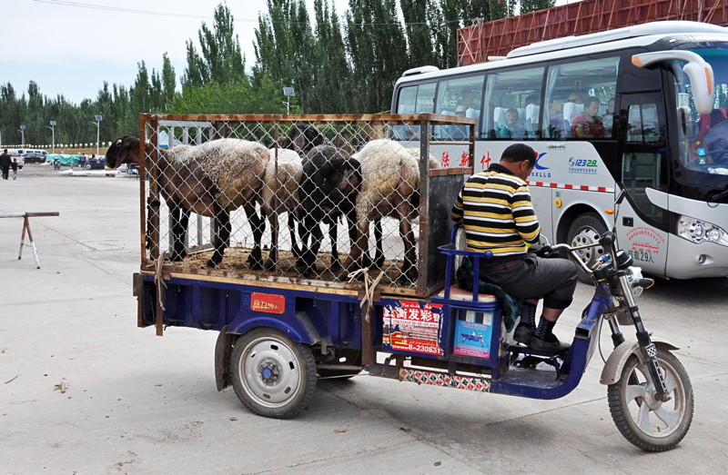 Le transport des animaux....tous à vos bétaillères ! - Page 4 Chine-dsc_0899m