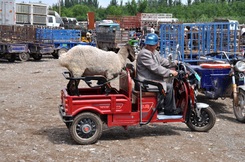 Le transport des animaux....tous à vos bétaillères ! - Page 4 Chine-dsc_0918m