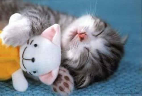 أغرب القطط Cute-cat-sleeping