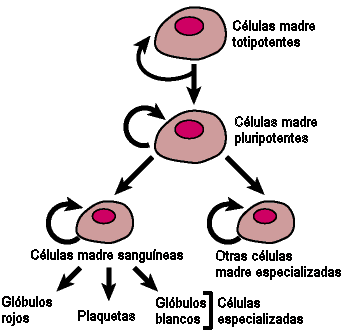 Niveles de organizacion de los seres vivos Evolucion