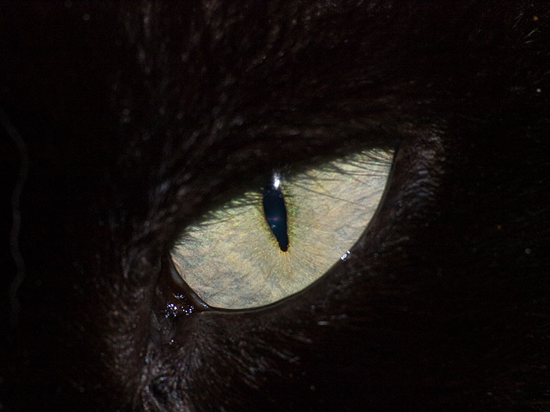 Cat's eyes Catseye4