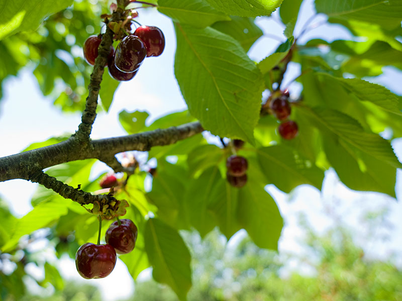 Cerisier... et cerises ! Cerisier1