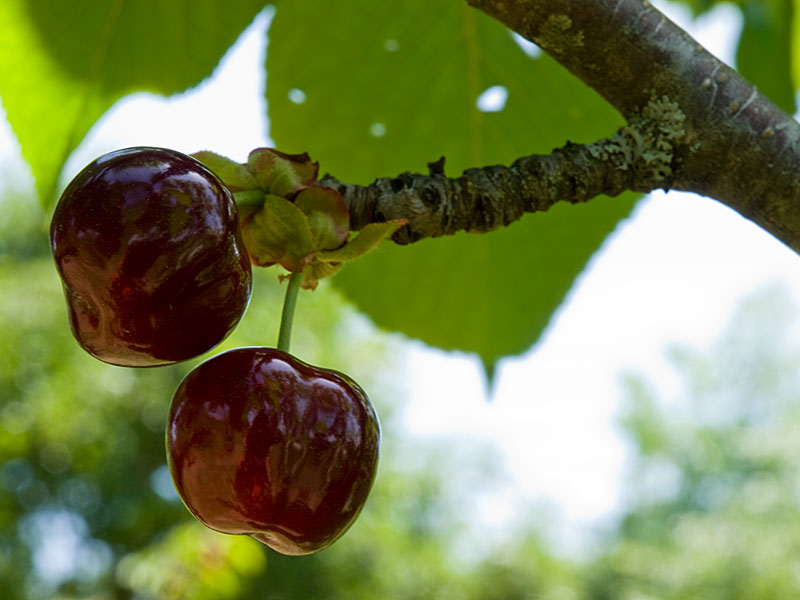 Cerisier... et cerises ! Cerisier2