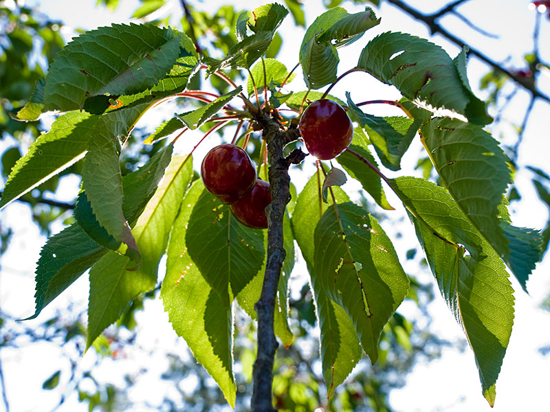 Cerisier... et cerises ! Cerisier3