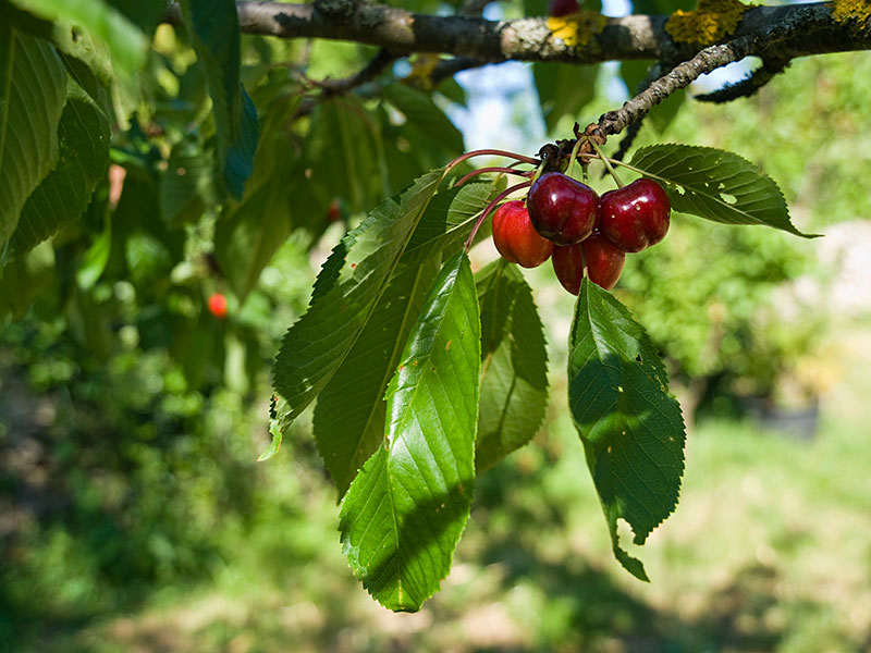 Cerisier... et cerises ! Cerisier4