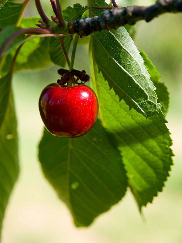 Cerisier... et cerises ! Cerisier5