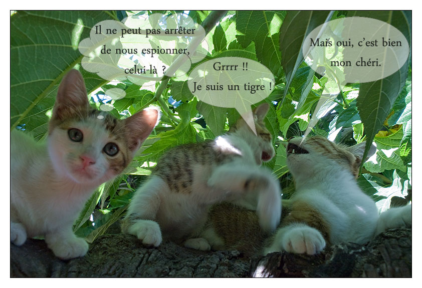 Vie de famille :)) Chaton-arbre-bd