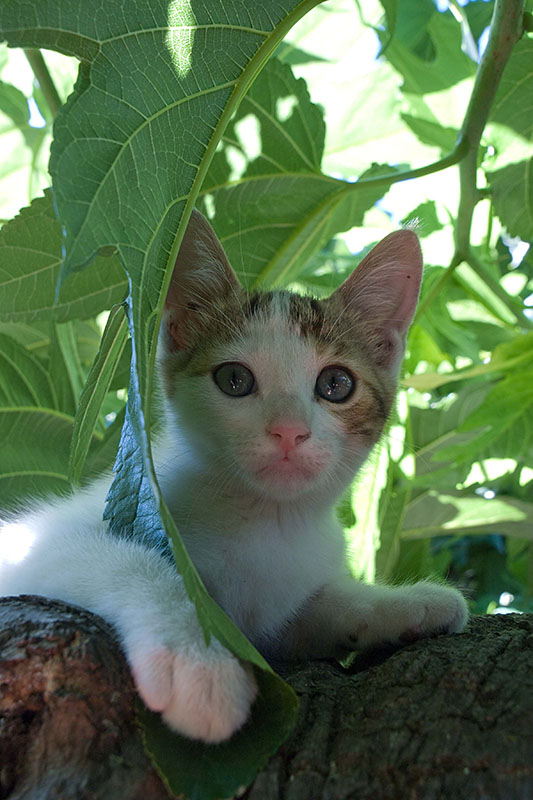 Les aventures d'Inquiet et de Malicieux :-) Chaton-arbre3