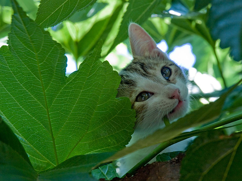 Les aventures d'Inquiet et de Malicieux :-) Chaton-arbre5