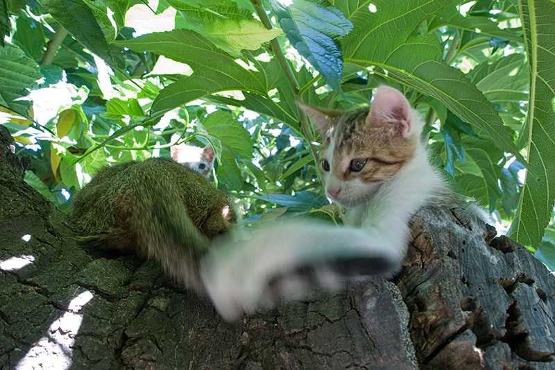 Les aventures d'Inquiet et de Malicieux :-) Chaton-arbre6