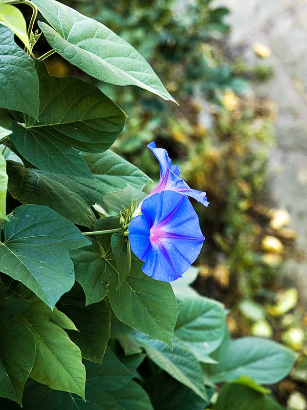 Fleur... du voisin. Fleur-voisin