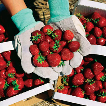 الفراولة فاكهة الرشاقة Strawberry_festival