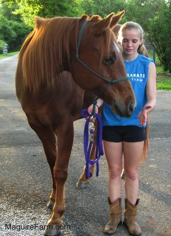 the new horses(top section wild reat captured) Horse5AmieZoeyHorses