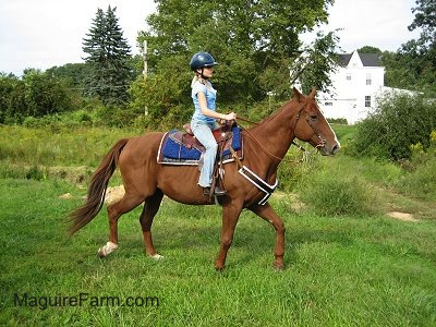 the new horses(top section wild reat captured) Sept2006JackAmieRide1