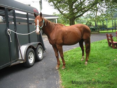 the new horses(top section wild reat captured) Sept2006JackArrives1