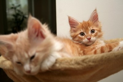 صور لعملاق القطط . . . الماين كوون طبعا .  Red-maine-coon-kittens