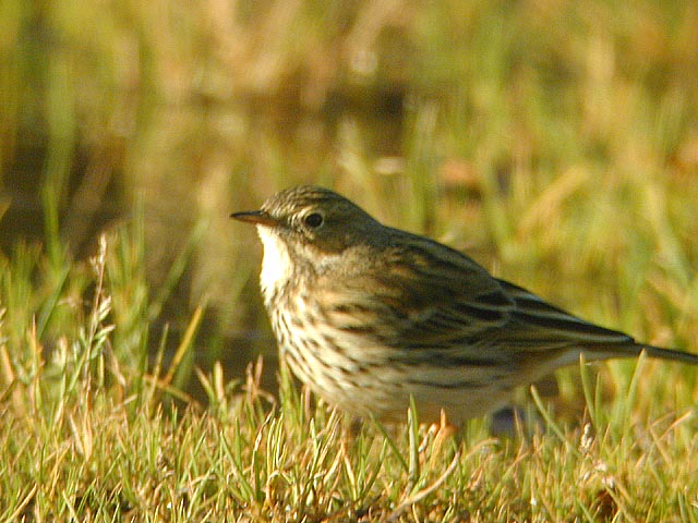 Le coucou et le pipit farlouse - Page 3 Pipit%20farlouse%202