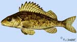 liste des poisson présent dans les lac de l'eau d'heure Gremille