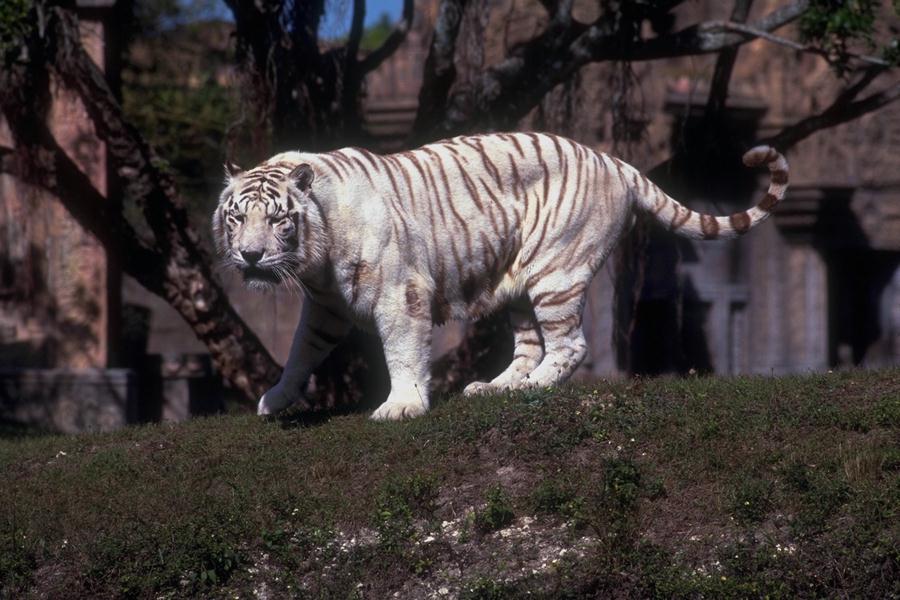 النمر الابيض صور النمر الابيض  25_17618_1121197931