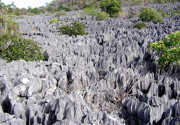 غابة الأحجار في مدغشقر  40_94103_1311757445