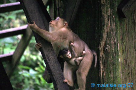 Je t'attendraiiiiiiiiiiiiiiiiis ♥ Borneo-macaque_29