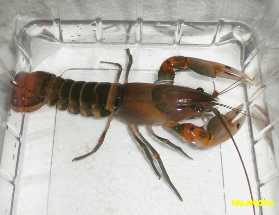 Cherax peknyi Cherax%20sp%20misolicus%20fem