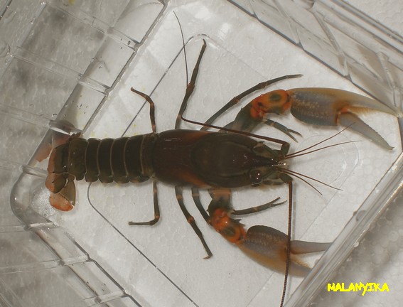 Cherax peknyi Cherax%20sp%20misolicus