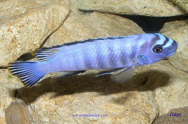 Meu Malawi 300L (Haps + mbunas) - Página 2 Labeotropheus%20trewavasae%20Mara%20Rocks%20isa95%20male2