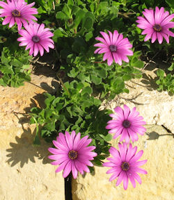 PLANTAS COBERTORAS OSTEK-Osteospermum_jucundum_t2