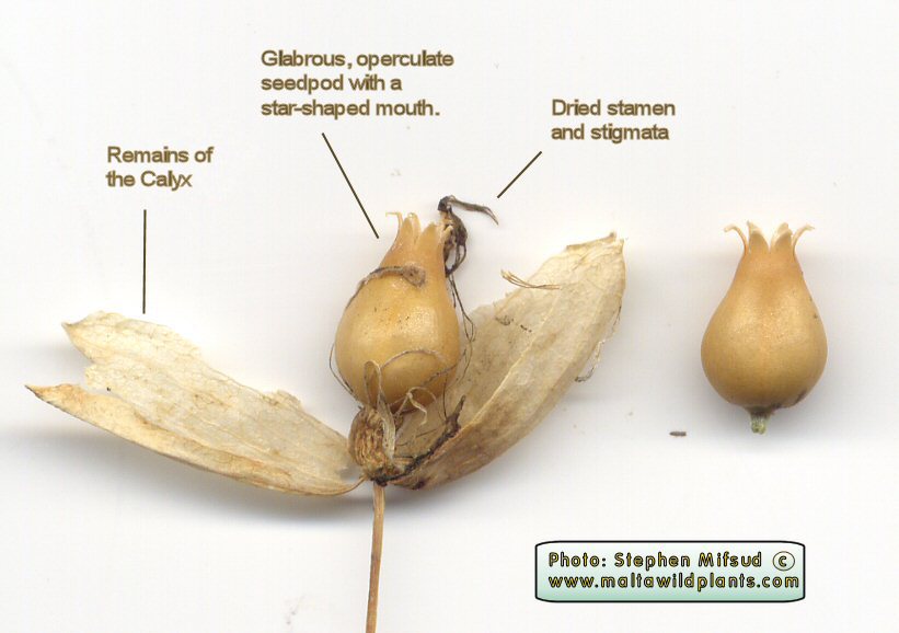 Identification fleur et graines SILVU-SeedPod2