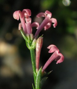 Asperula cynanchica APRCY-Asperula_cynanchica_t2