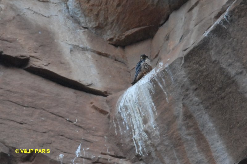 Falconiformes. sub Falconidae - sub fam Falconinae - gênero Falco - Página 2 00000022326