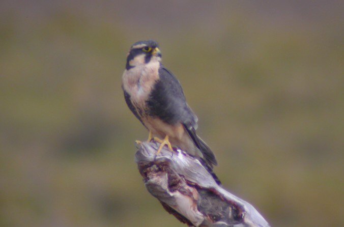 Falconiformes. sub Falconidae - sub fam Falconinae - gênero Falco - Página 2 00000005446