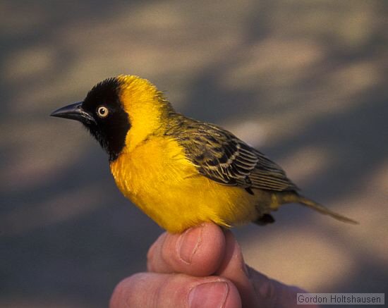 AVES DE PORTUGAL - TECELÃO-DE-CABEÇA-PRETA -  (Ploceus melanocephalus) 00000010434