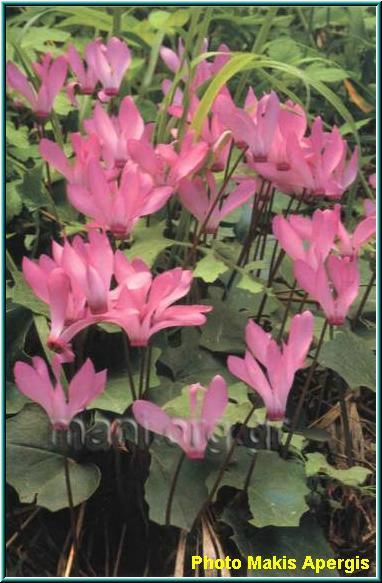 hey! -  4 Cyclamen_peloponnesiacum