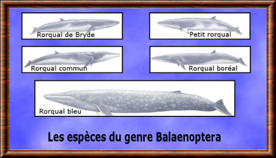 Genres cétacés Balaenoptera